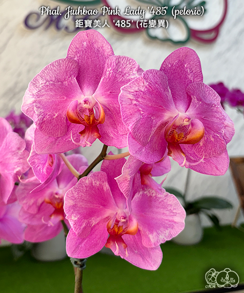 美琪園藝Miki Orchid - 品種詳細頁